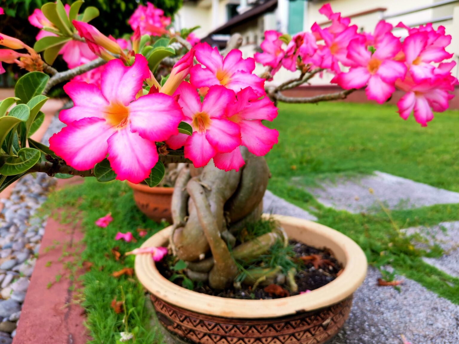 Common Plants In Bali Guide To Traditional Balinese Flowers