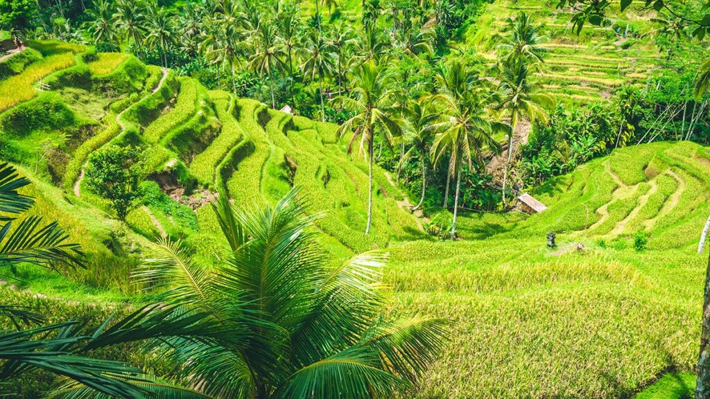 overview of tegallalang rice terrace