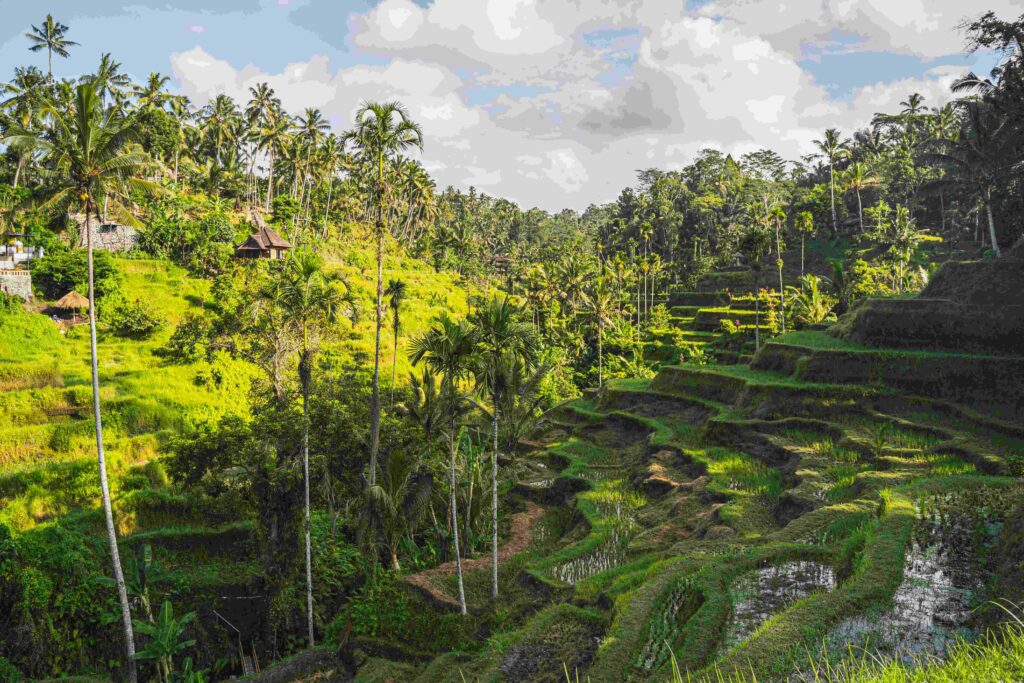 Beautiful landscape of rice fields on the island