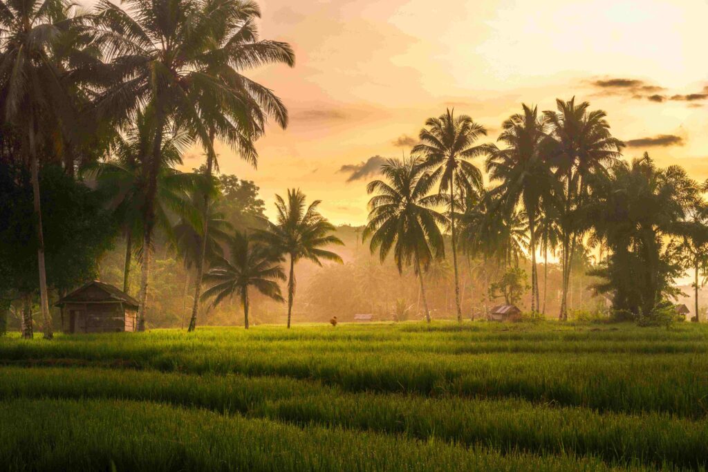 beautiful morning view from Indonesia of mountains and tropical forest