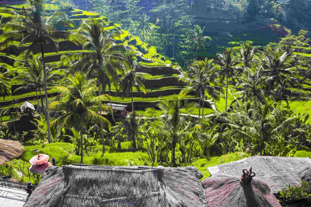 High angle view of paddy fields on mountainside, Indonesia, Bali