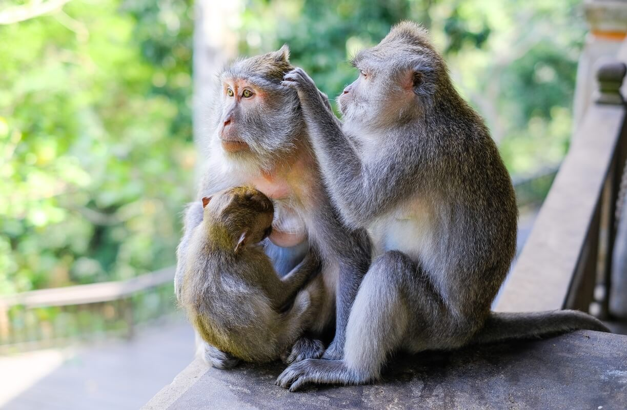 Мать-обезьяна баюкает своего ребенка в пышных джунглях Бали, демонстрируя местную дикую природу.