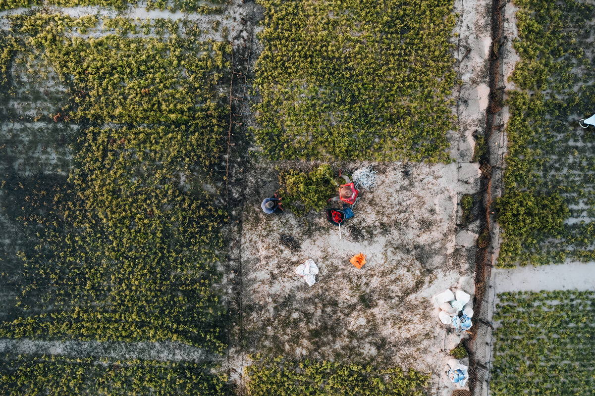 Farmers harvesting seaweed from a seaweed farm