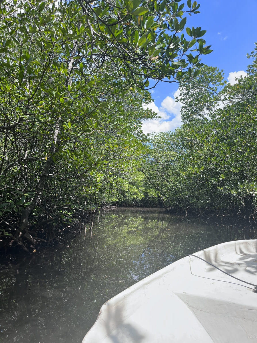 Mangrove point tour