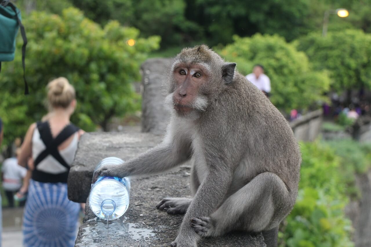 Monkey sitting with waterbottle at Uluwatu