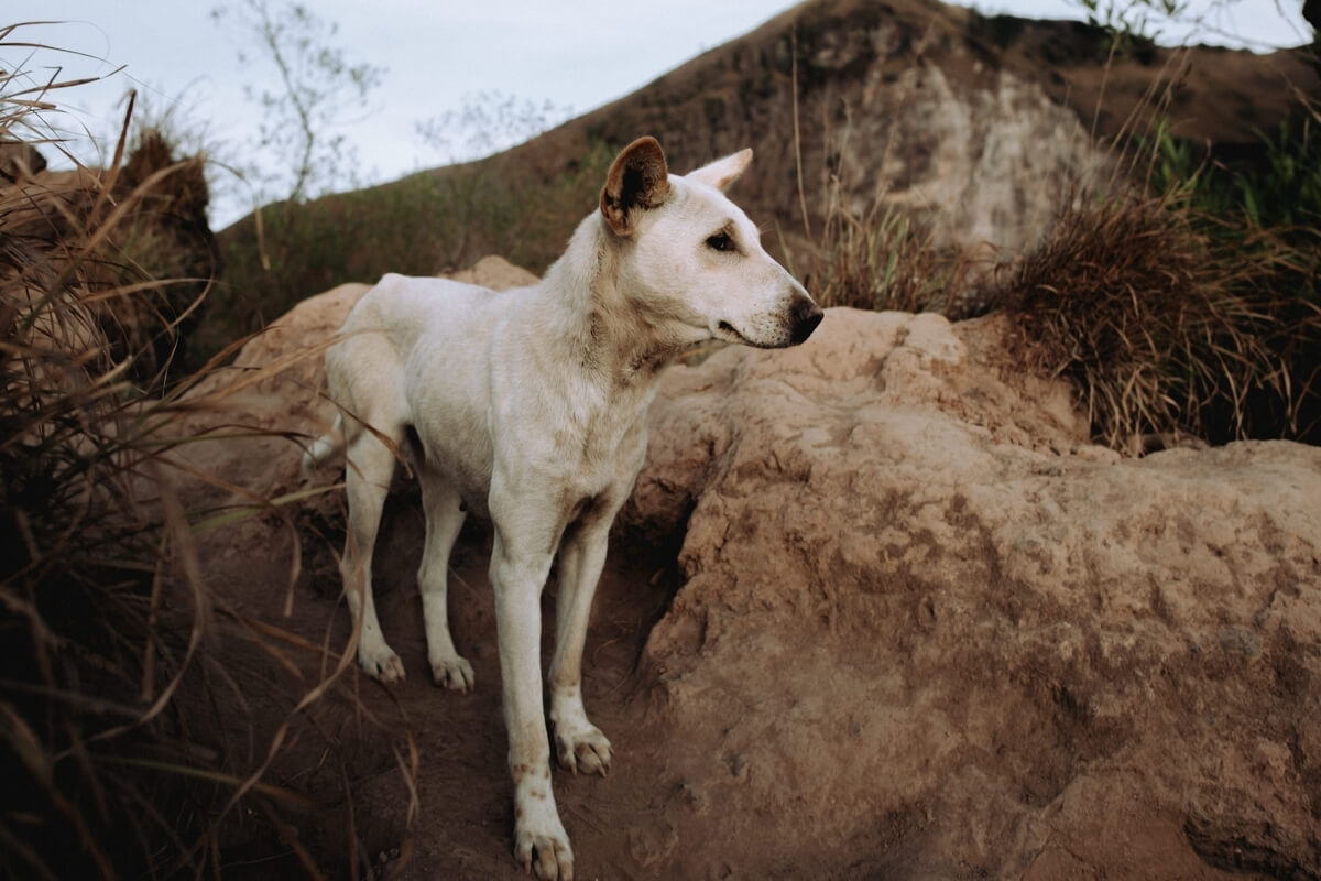 Бродячая собака на горе Батур на Бали
