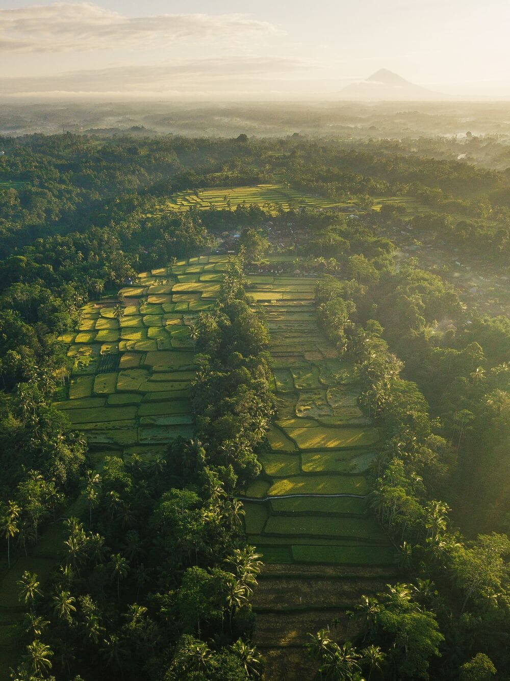 HD photo of indonesia, nature, bali, and jl. raya tegallalang in Tegallalang, Indonesia by Silas Baisch