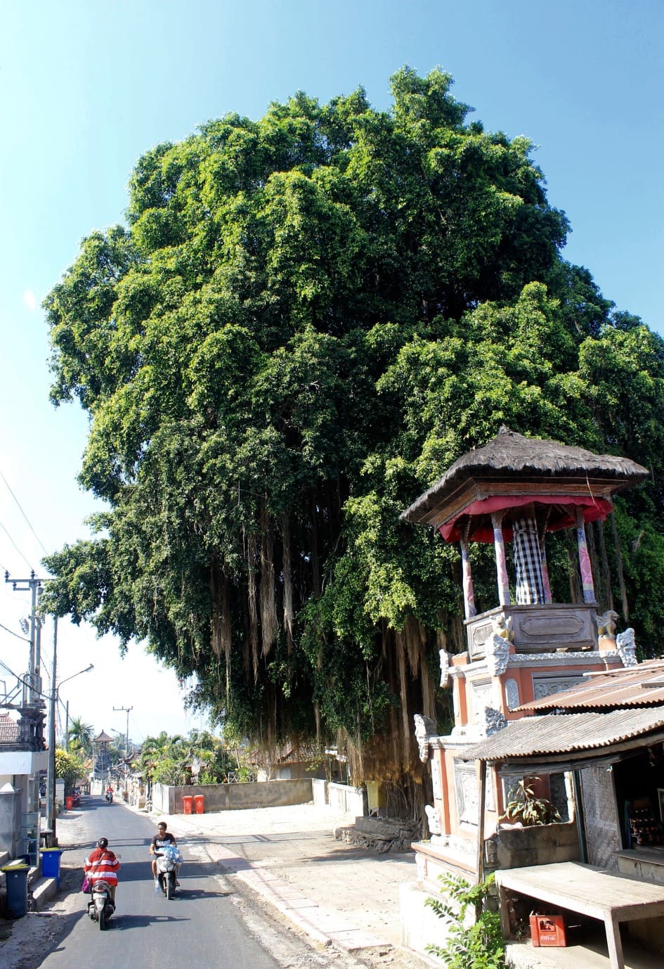 The Banyan Tree