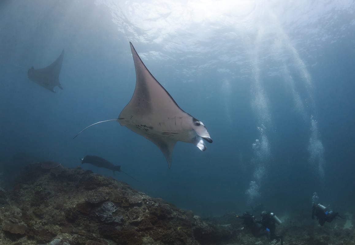 A graceful manta ray gliding through clear waters