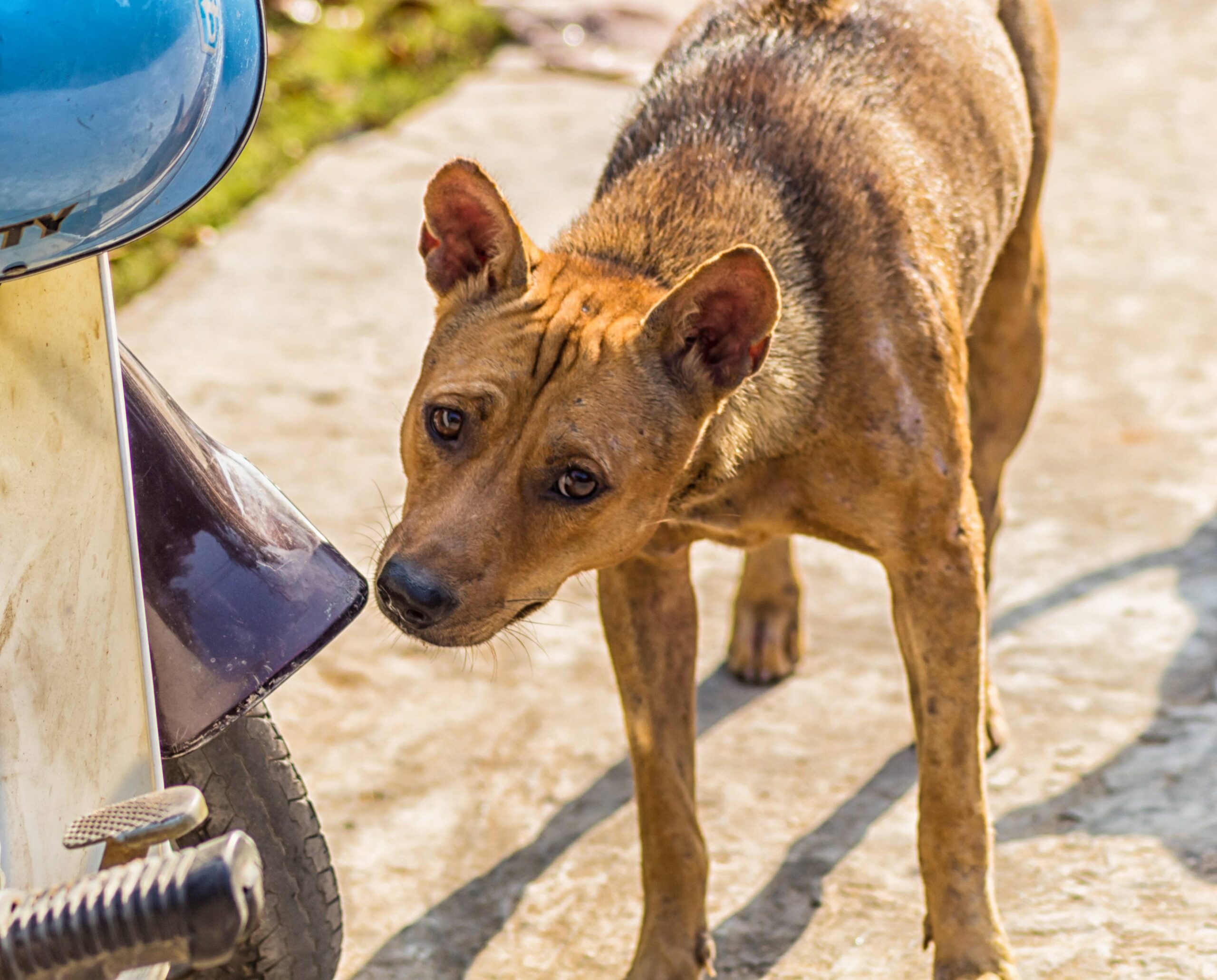 sad red dog near the scooter
