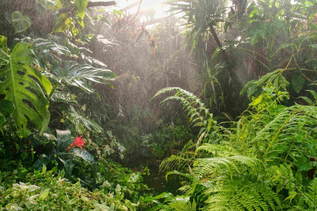 tropical landscape with lush foliage on a rainy da 2026 01 08 00 21 05 utc