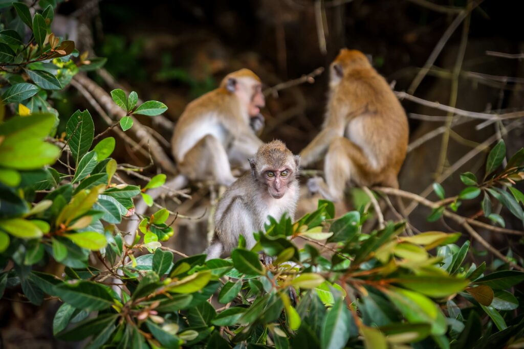 A wide eyed primate perched on a treetop near a group of other monkeys