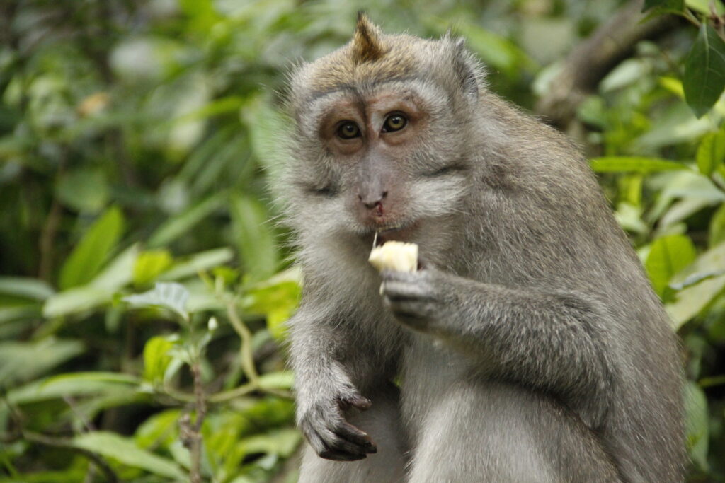 Monkey posing above the wall Stock Photo - Alamy