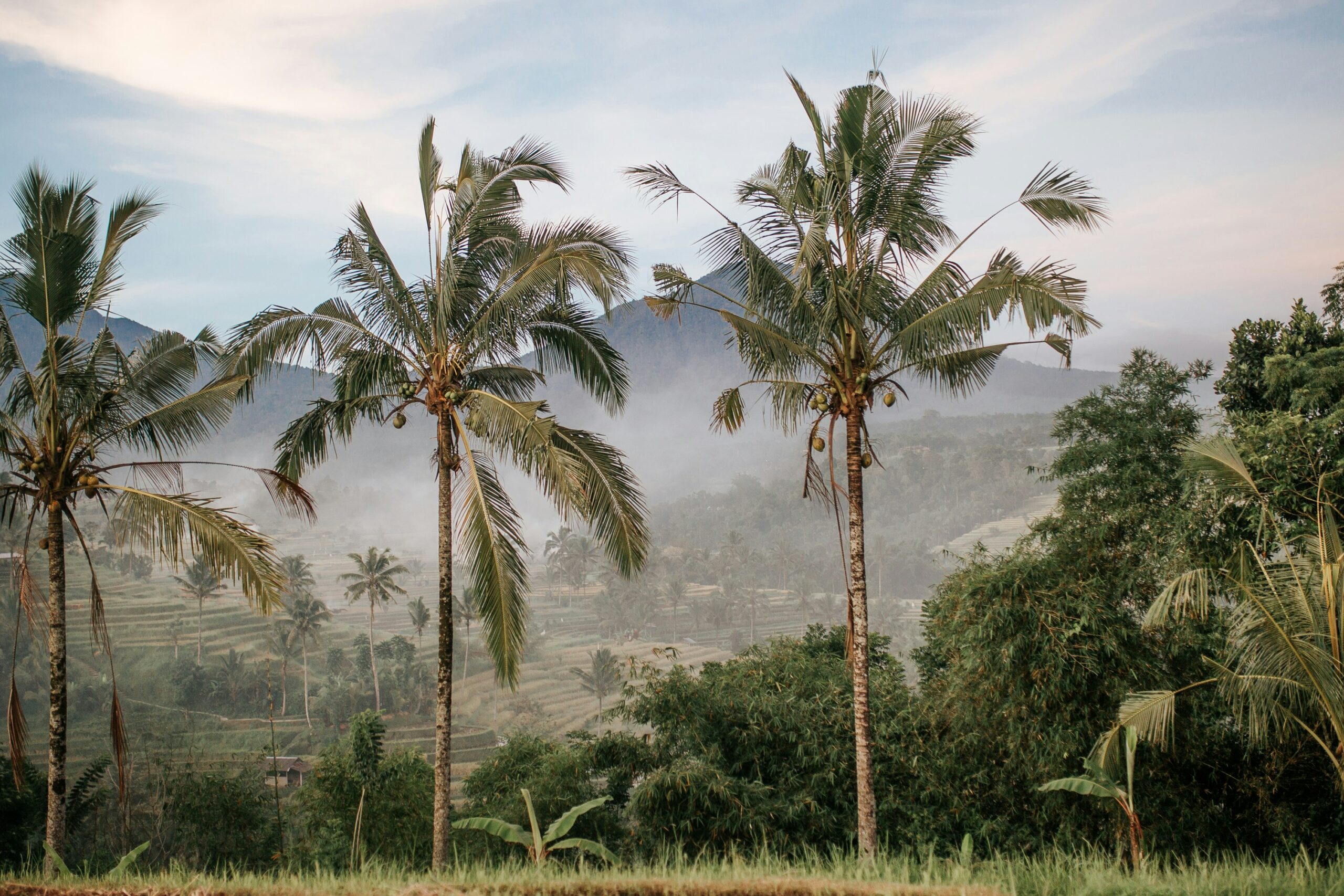 Rice terraces in Bali