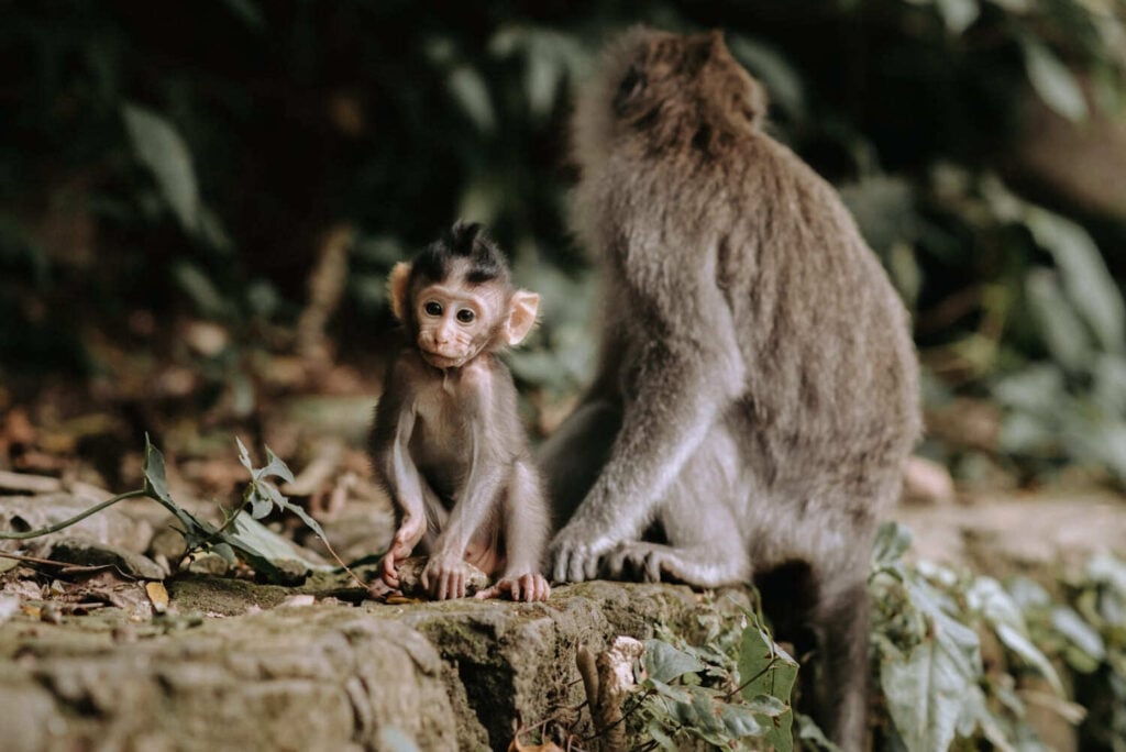 monkeys in ubud monkey forest bali