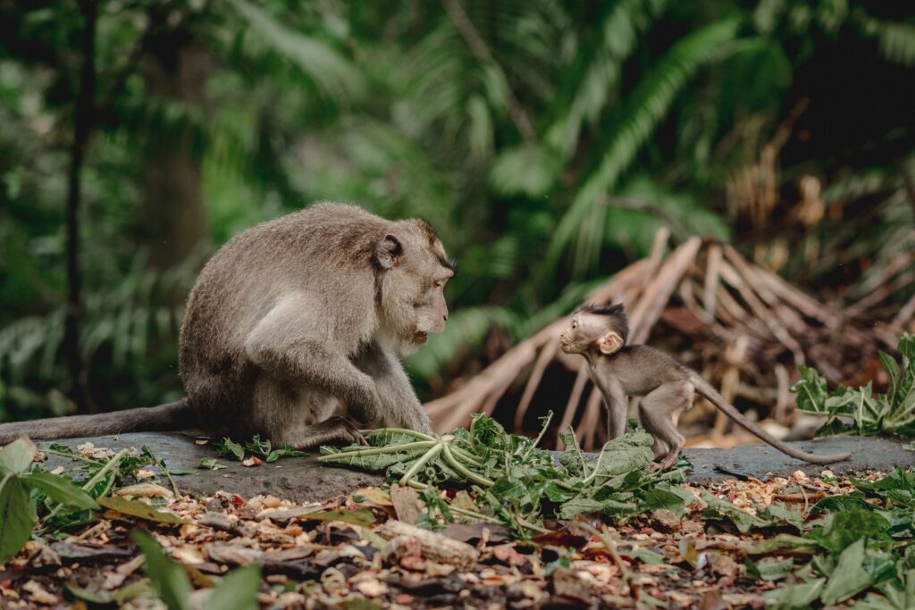 monkeys in ubud monkey forest bali 2022 11 01 04 54 00 utc