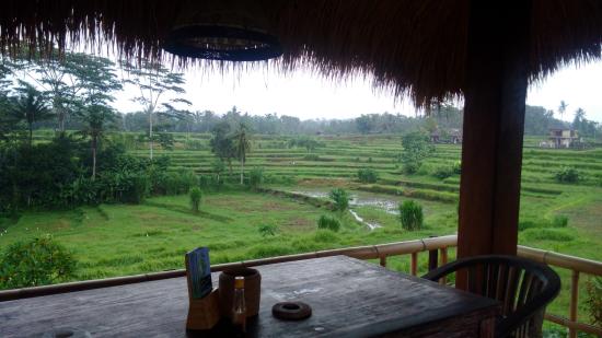 rice fields view from