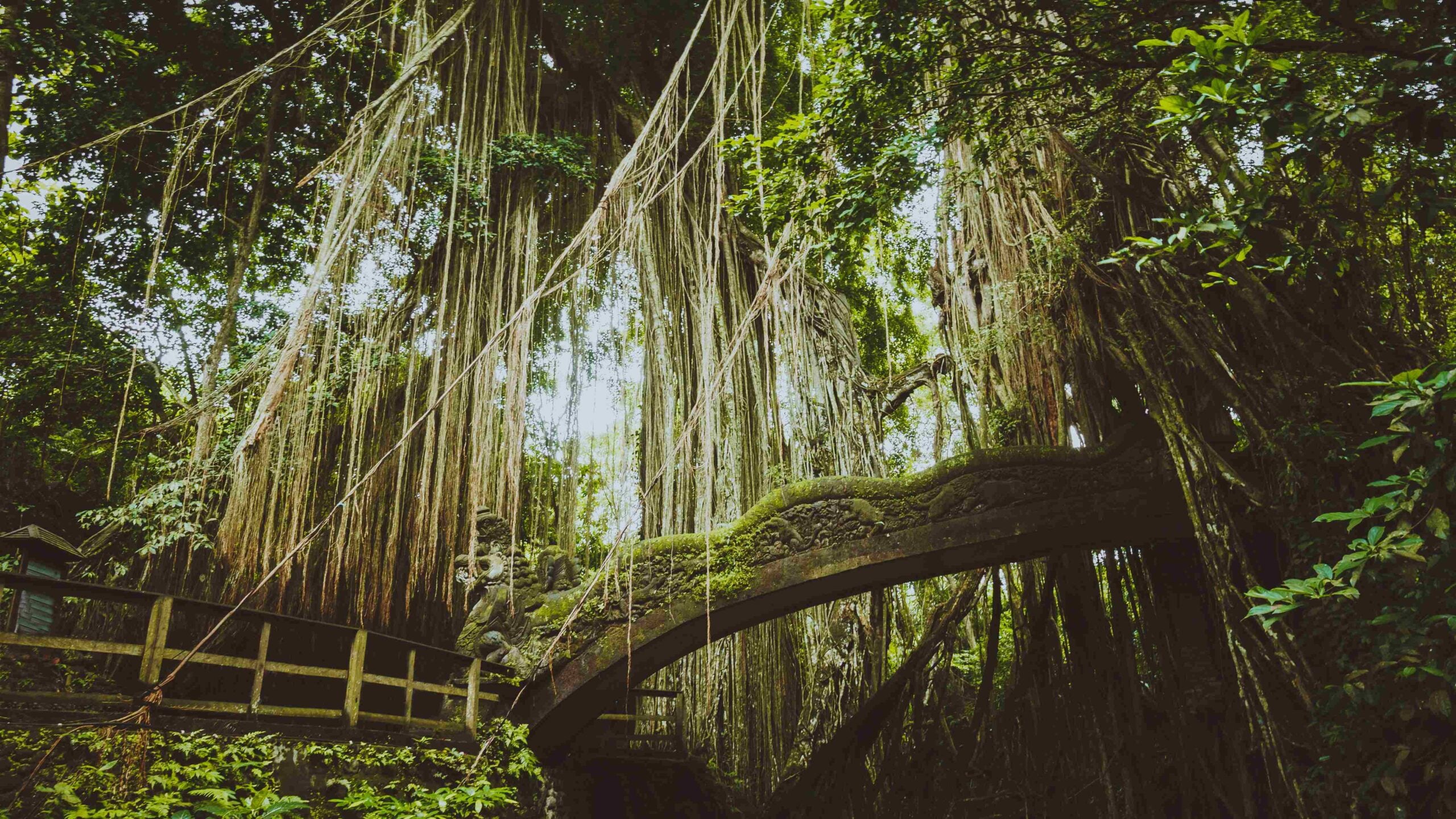 Tropical jungle roots hanging down over the bridge from the huge tree at the Sacred Monkey Forest Sanctuary, Ubud, Bali, Indonesia