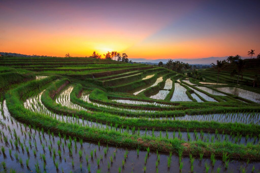 Jatiluwih Rice Terrace Tabanan Sunrise 19080080 I Komang Sunantara