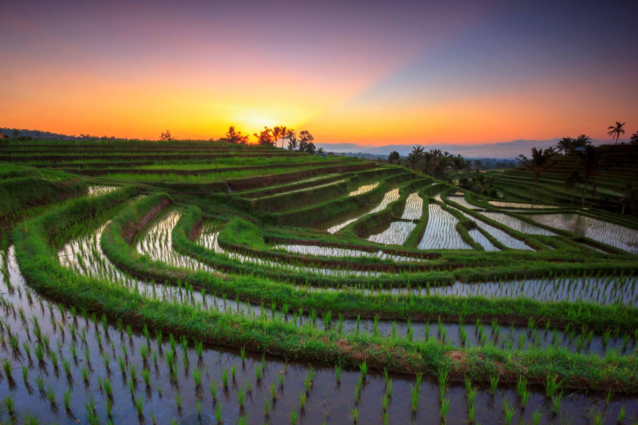 Jatiluwih Rice Terrace Tabanan Sunrise 19080080 I Komang Sunantara