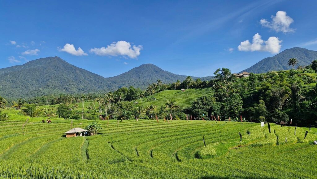 RiceFields Tabanan 22111320 Yuli ani