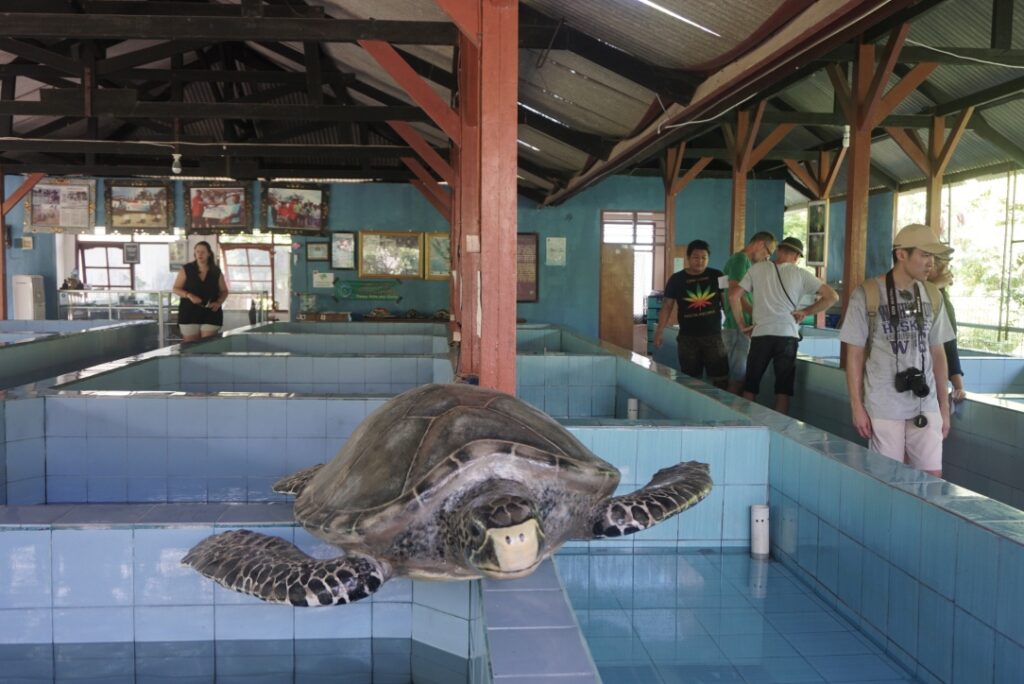 Turtle Conservation Education Centre Bali 3