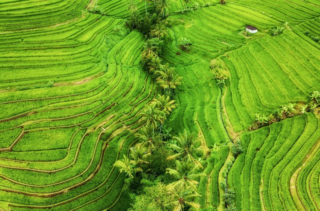 bali island indonesia aerial view of rice terrace
