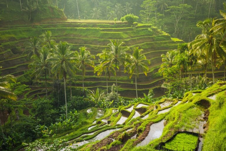 Beautiful rice terraces in the moring light, Ubud, Bali