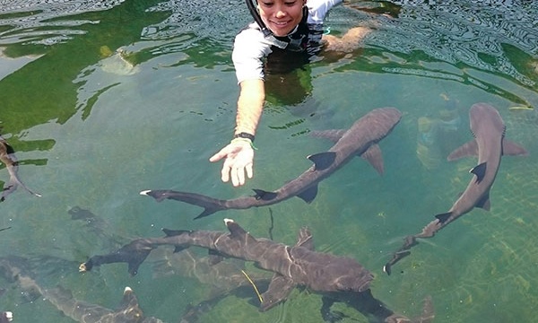 Make Friends With Sharks