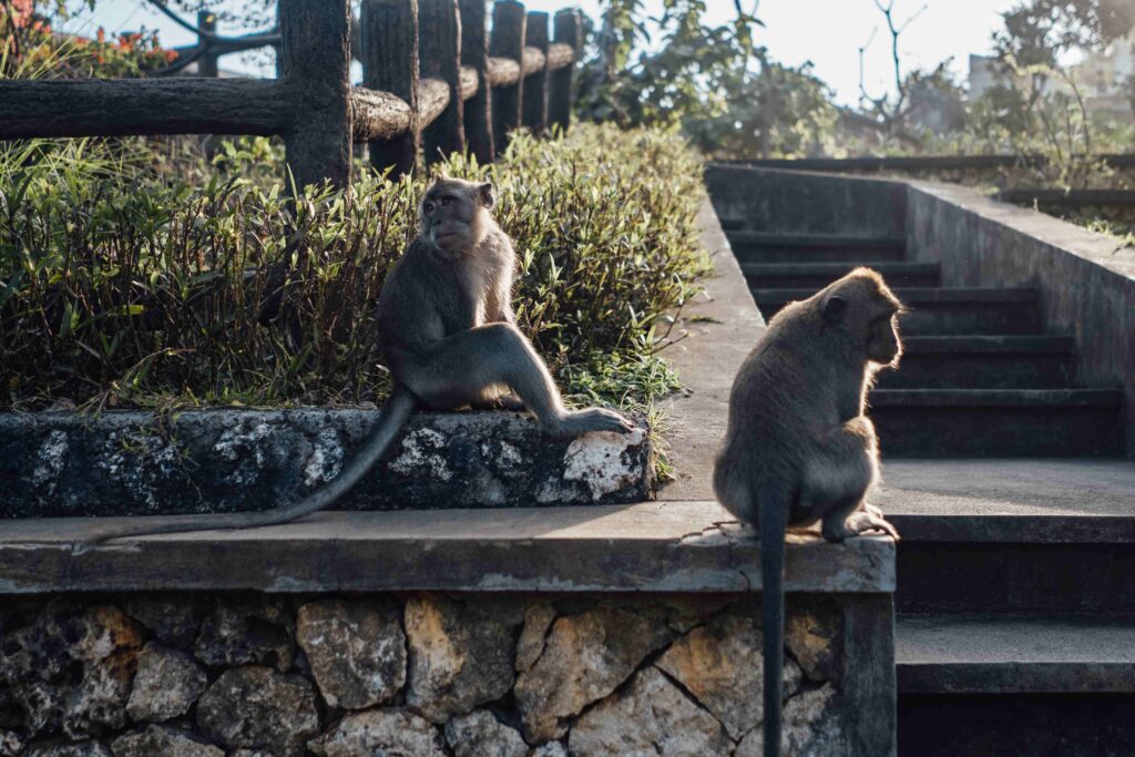 Shot of two monkeys on border around stairs in bali