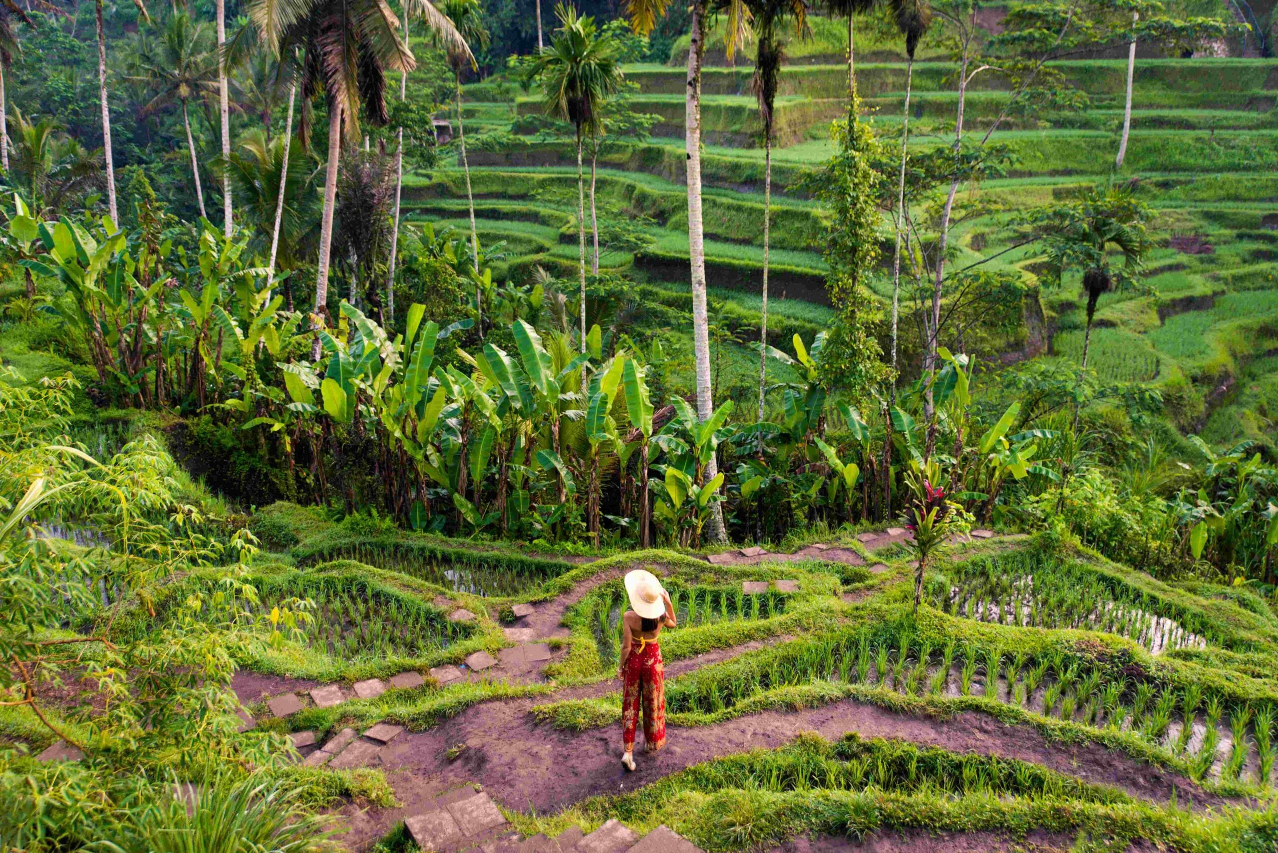 Woman at Tegalalang rice terrace in Bali