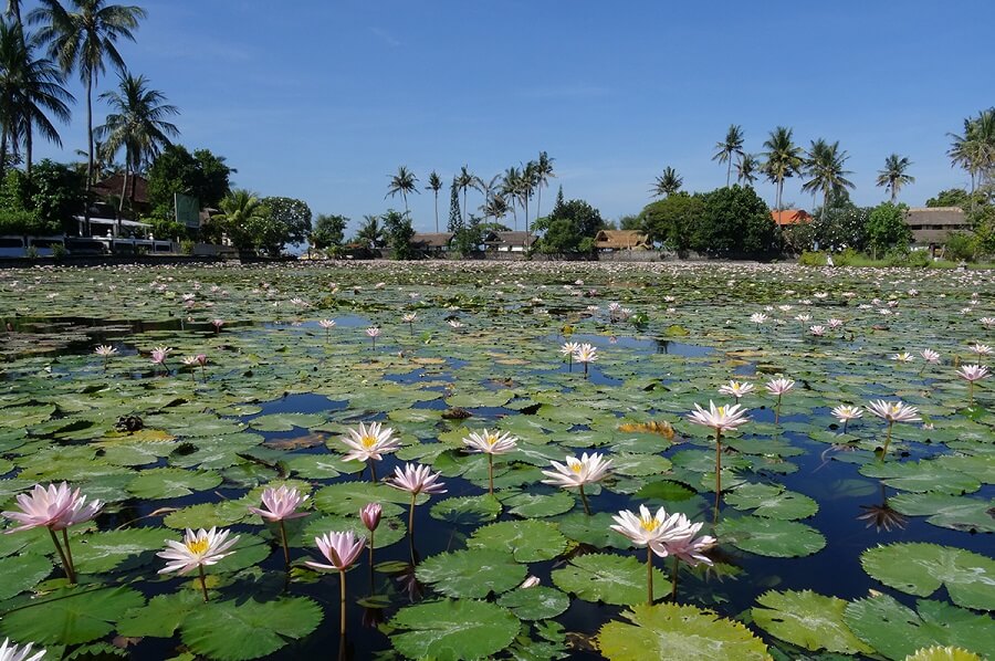 Candidasa Lotus Lagoon