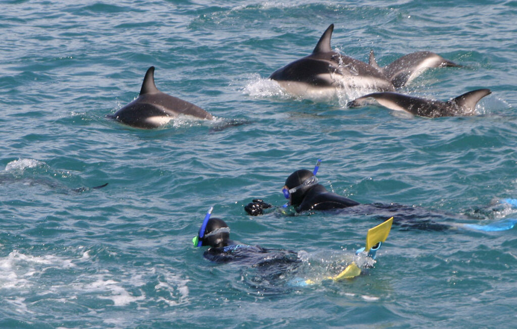 DolphinSwimmingKaikoura 2