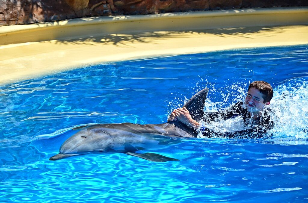 Human pulled along by dolphin