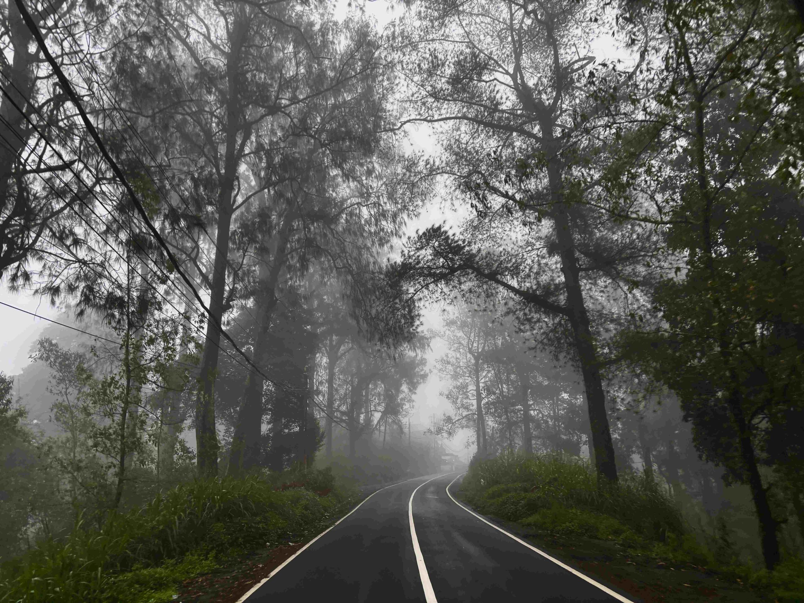 Kintamani Street Fog Trees 22080124 I Putu Gede Gita Muliarta Putra (Tude)
