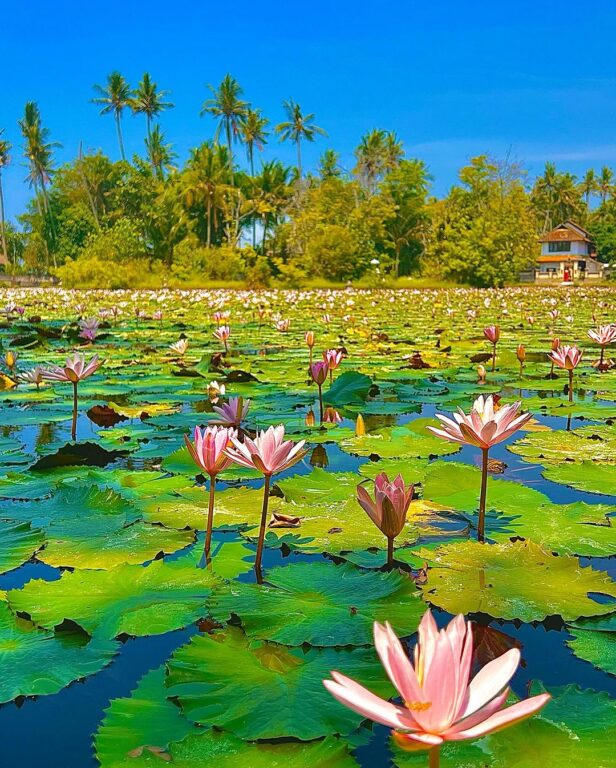 Lotus Lagoon