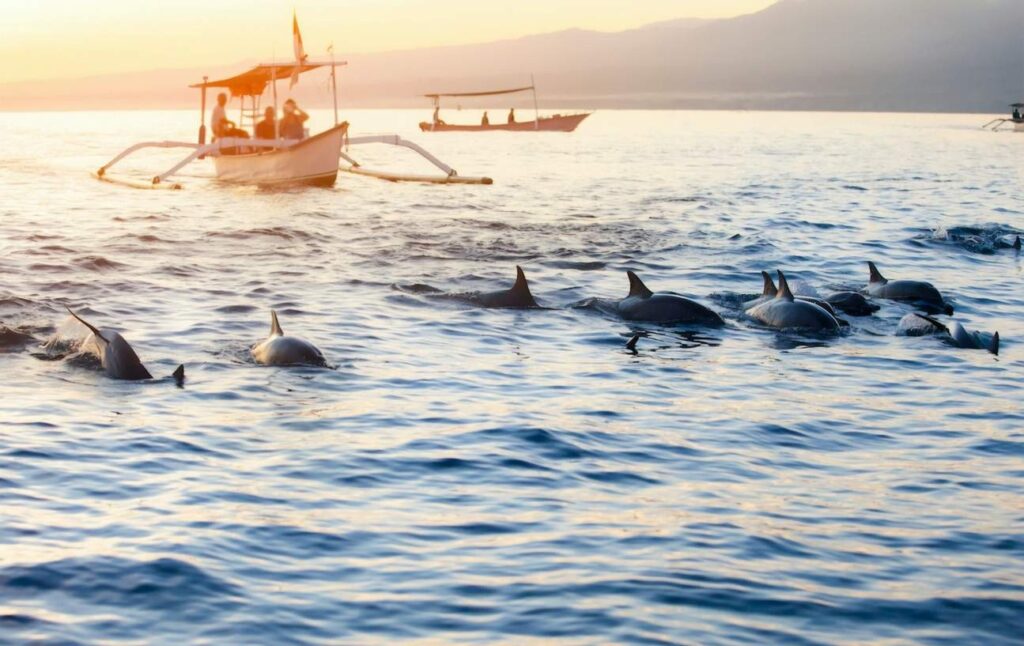 Lovina Dolphin Watching