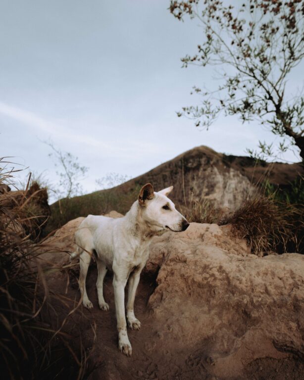 a stray dog at the top of mount batur in bali ind 2023 11 27 05 12 32 utc