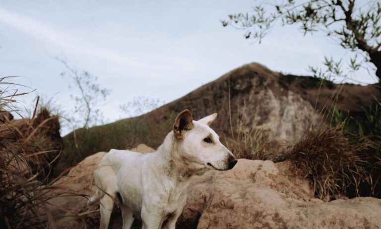 a stray dog at the top of mount batur in bali ind 2023 11 27 05 12 32 utc