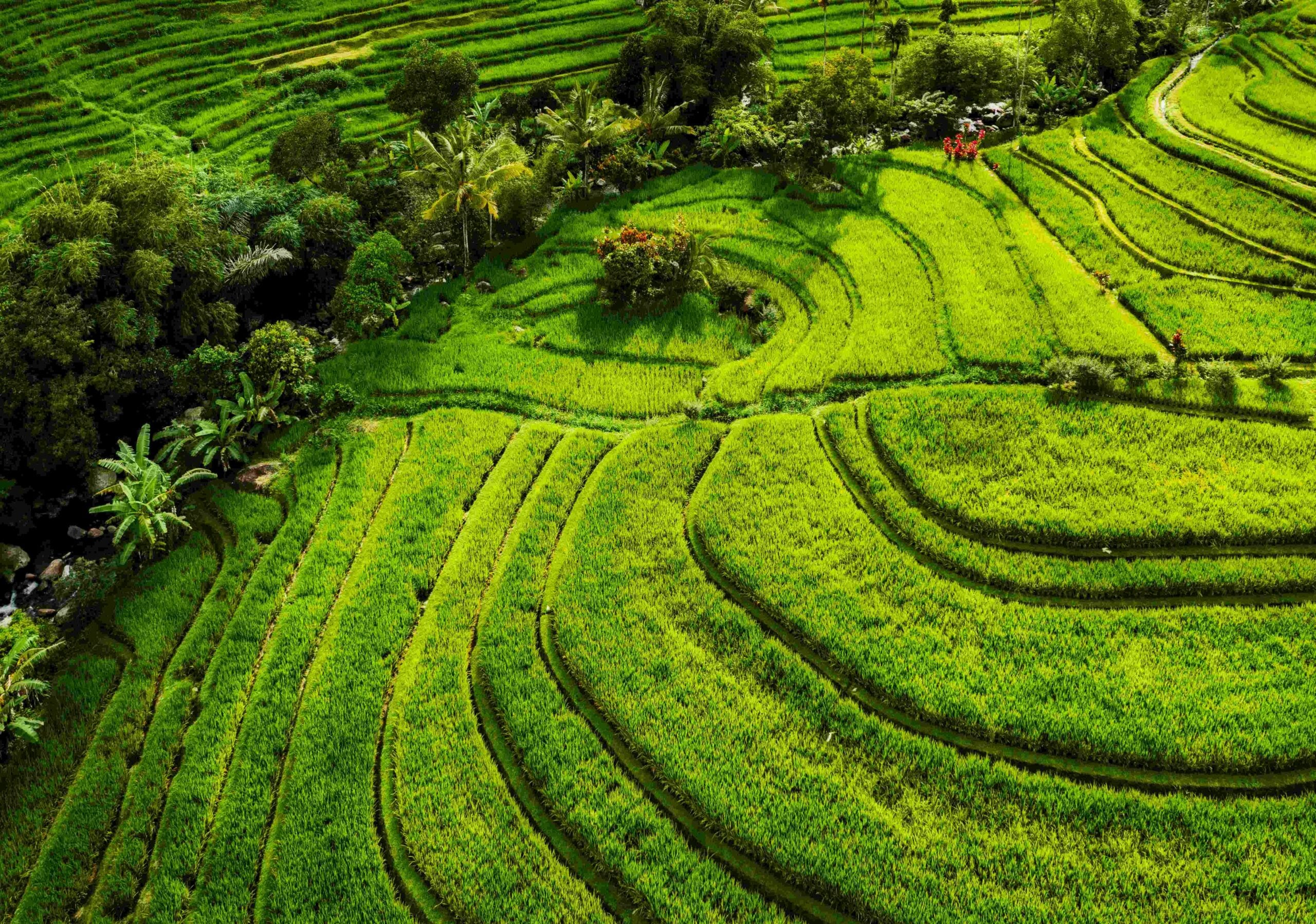 aerial view of rice terraces landscape with drone 2023 11 27 05 32 15 utc