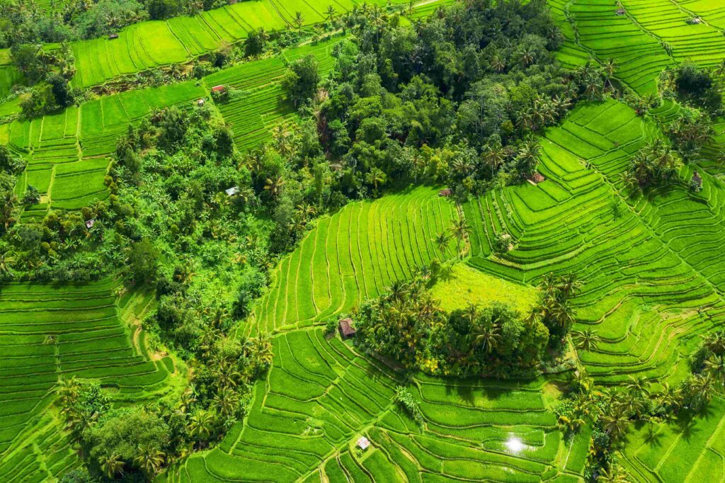 aerial view of rice terraces landscape with drone ubud bali