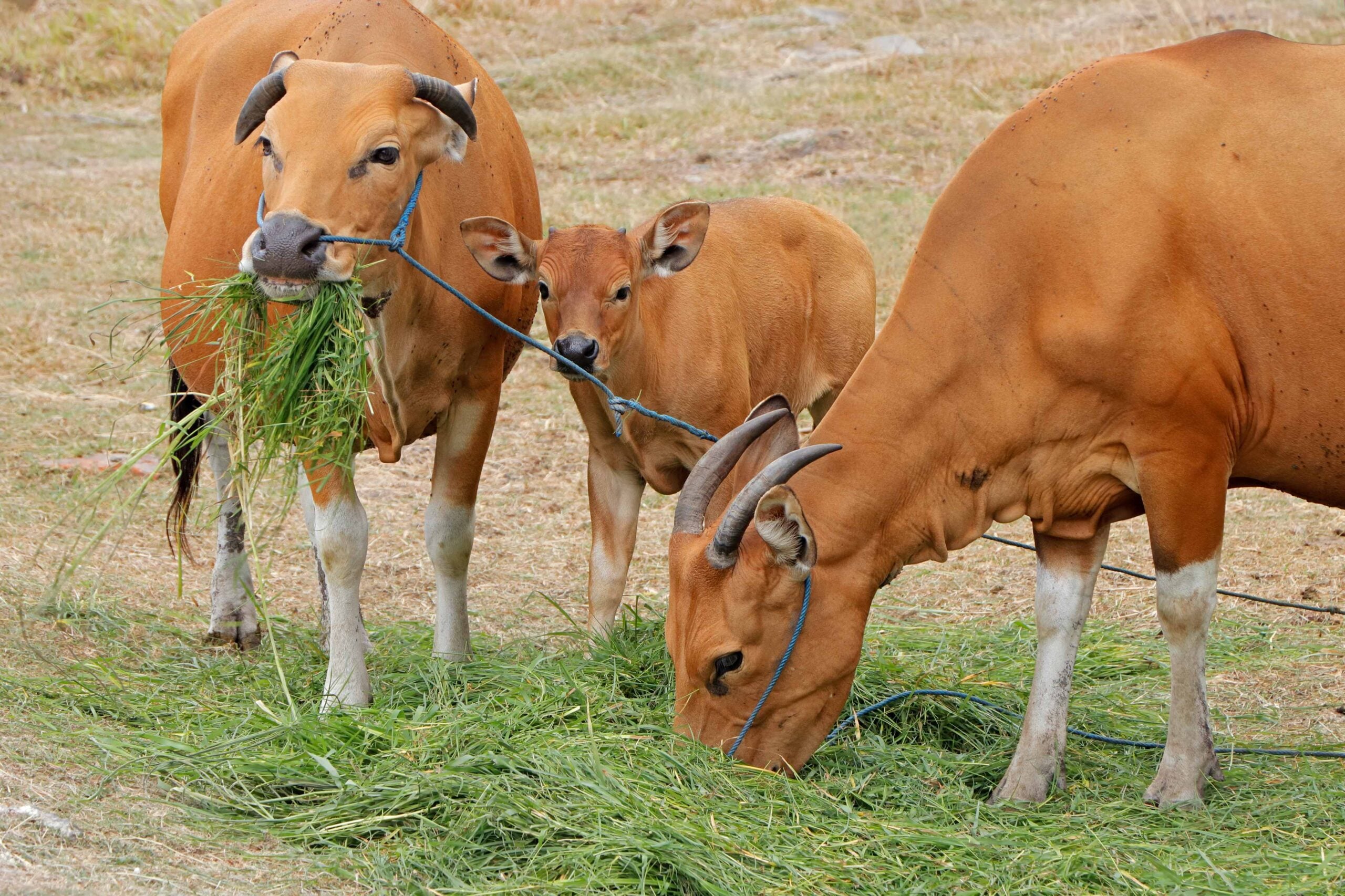Bali cattle cows and calf Indonesia