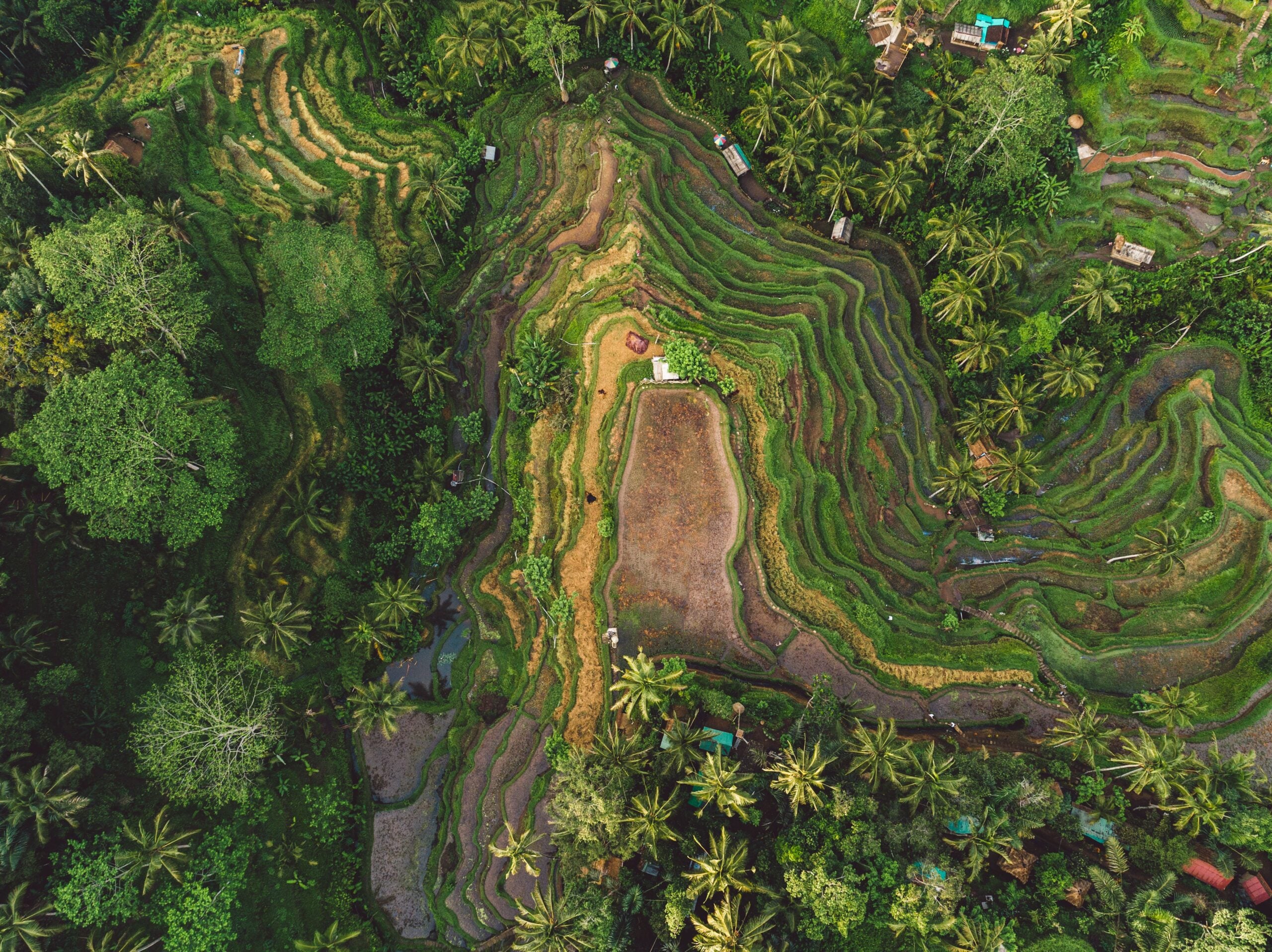 bali