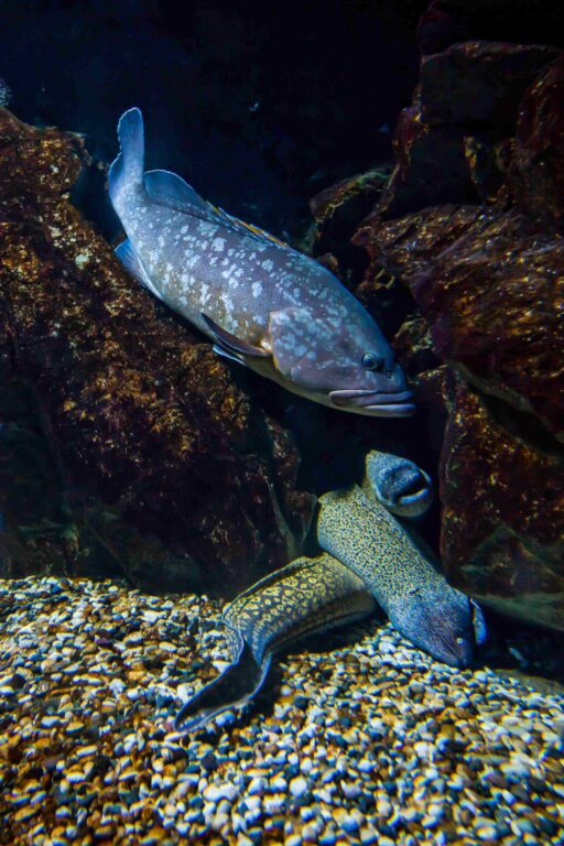 Beautiful shot of brook trout fish underwater life