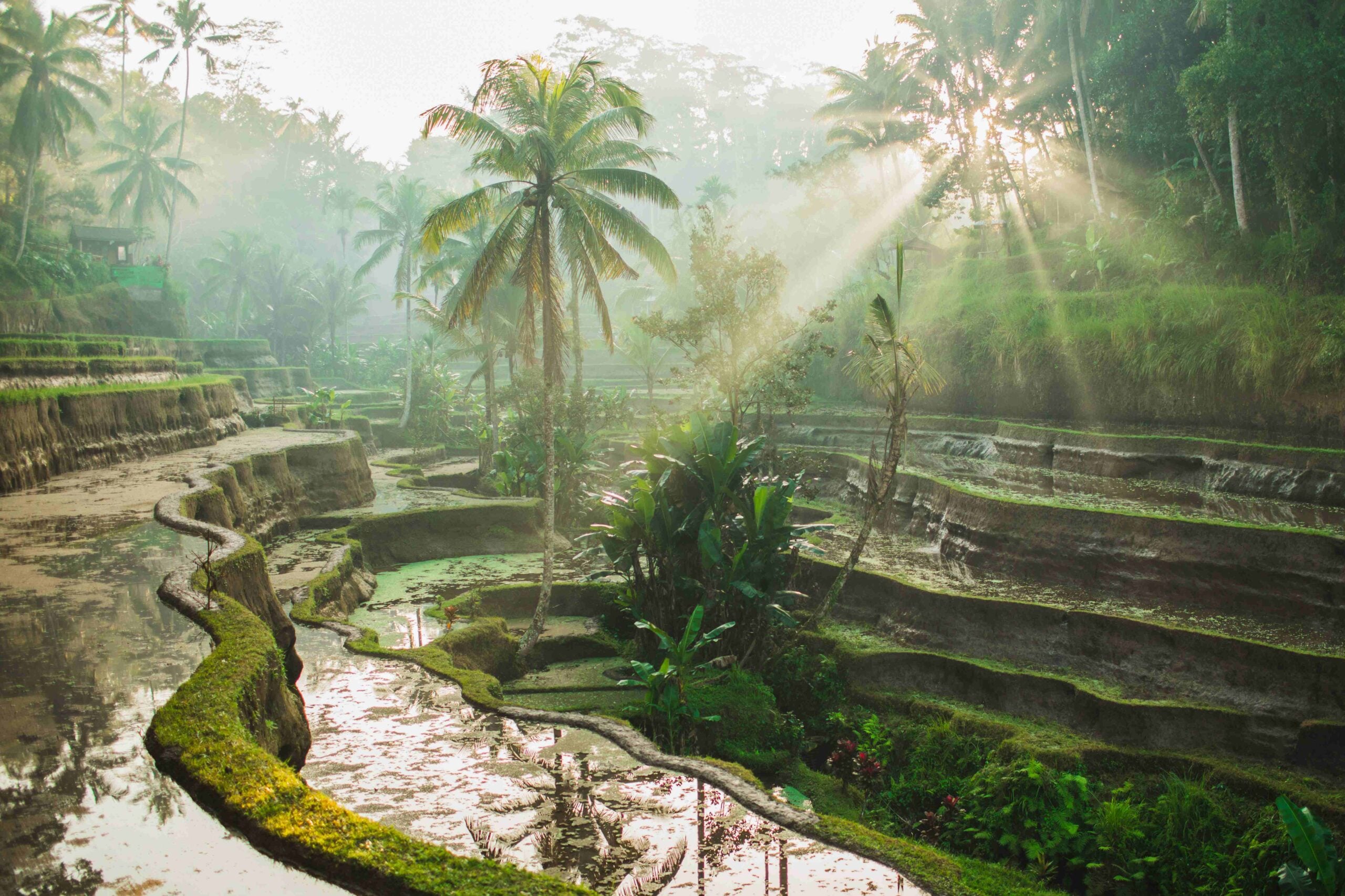 Beautiful sunrise over famous balinese landmark Tegalalang rice