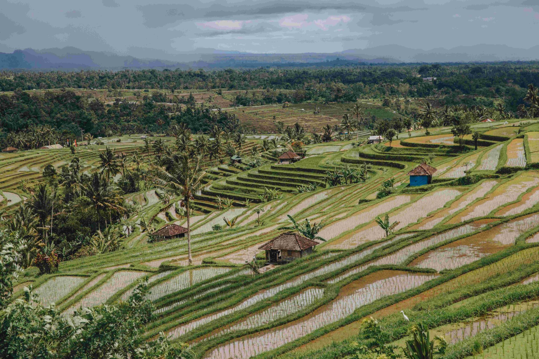 Jatiluwih Rice Terraces: Your Ultimate Guide Bali's Famous Sight