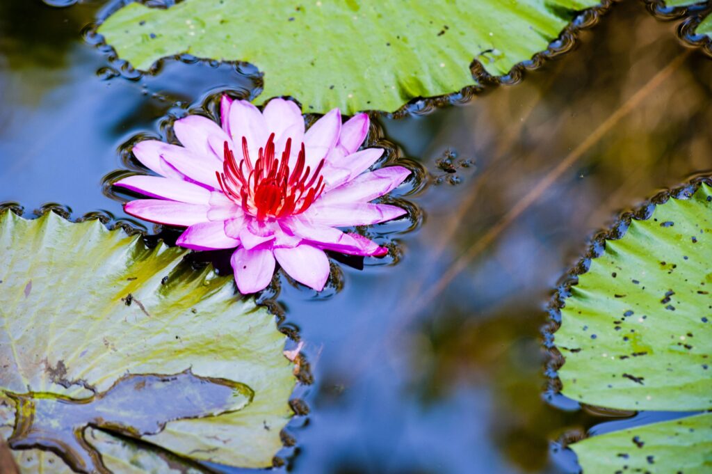 Close Up Photo of a Water Lilly Flower in a Pond at Pura Goa Gaja, Elephant Cave Temple, Bali, Indon
