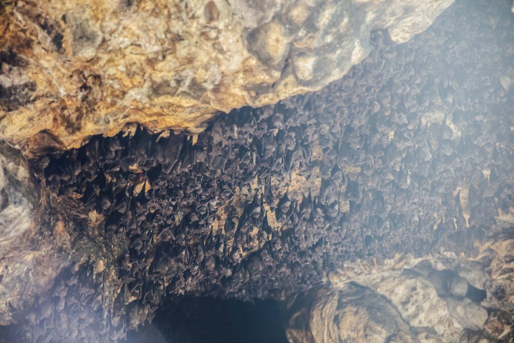 Colony of bats in the cave at temple pura goa lawah bali