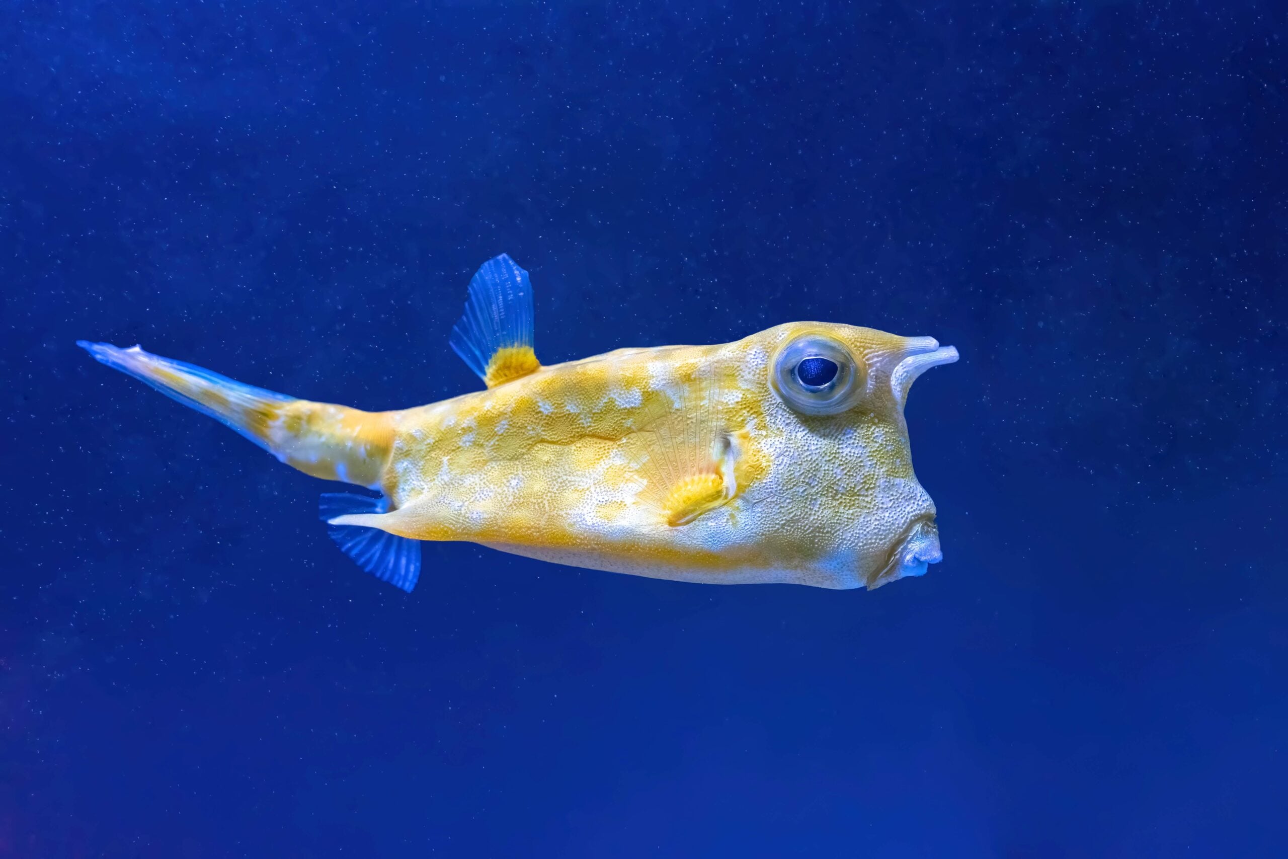 Cowfish, Lactoria cornuta swims in the aquarium