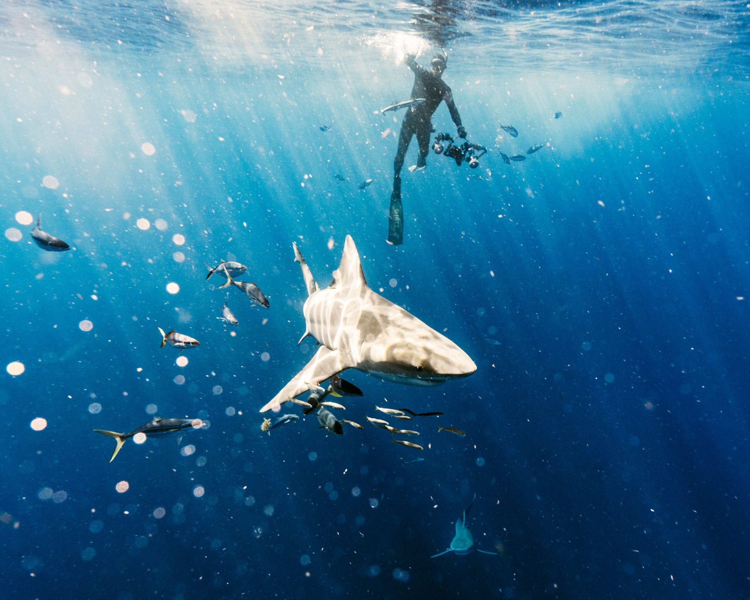 Diver swimming with a shark in blue water